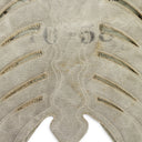 WHITE RIBCAGE MOTO VEST