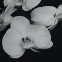 Black Mapplethorpe Woven Shirt